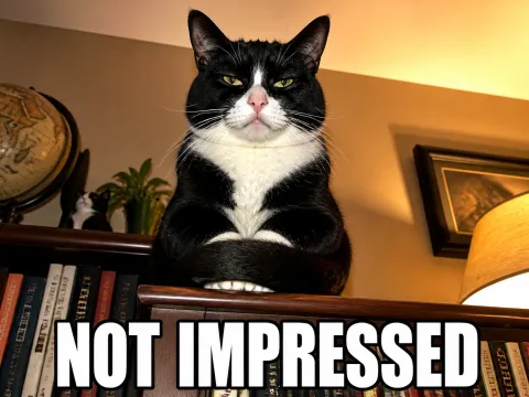 Cat Judging
