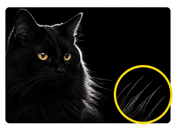 Why Choose 1 Black Cat Fur Edge Kept Sharp On Black Background