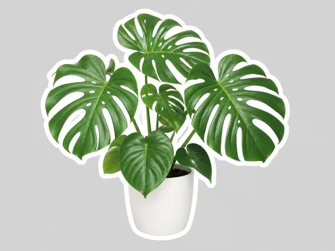 Monstera