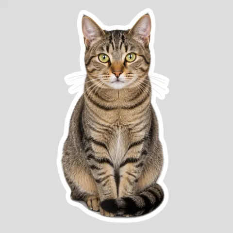 Tabby Cat